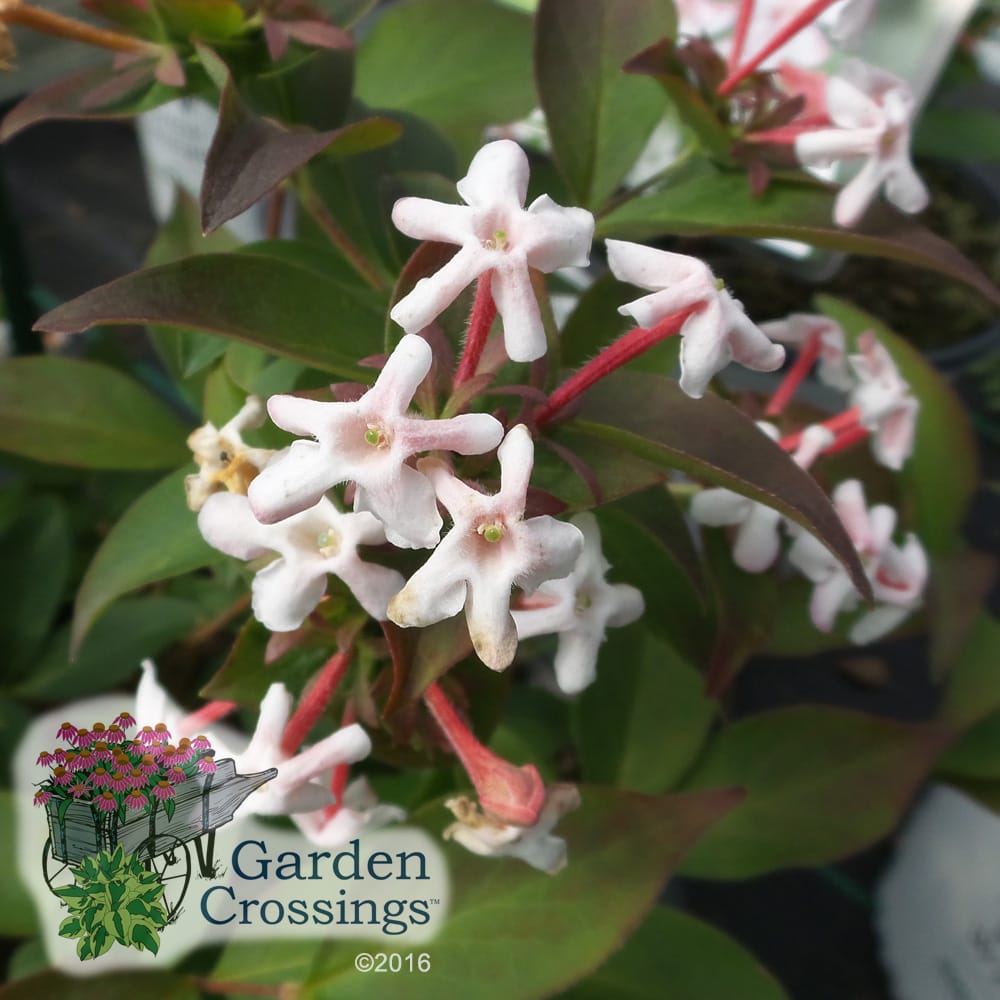 abelia sweet emotion