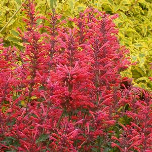 Agastache Kudos Coral