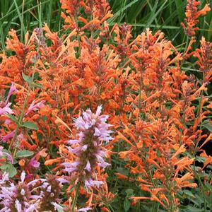 Agastache Kudos Manderine