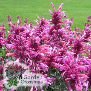 Agastache- Butterfly Attracting Plants