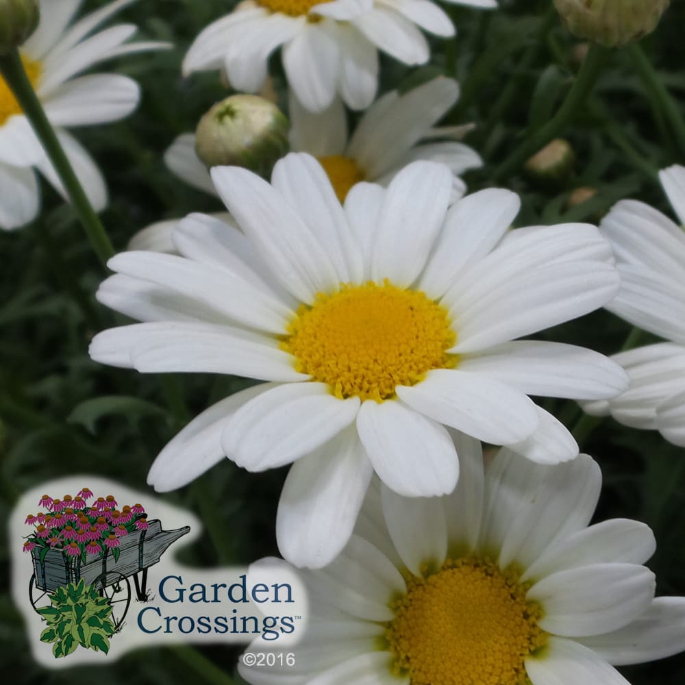 Argeranthemum Pure White Butterfly