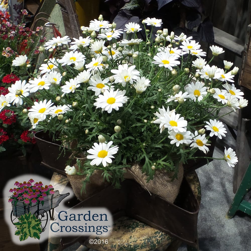 Argeranthemum Pure White Butterfly