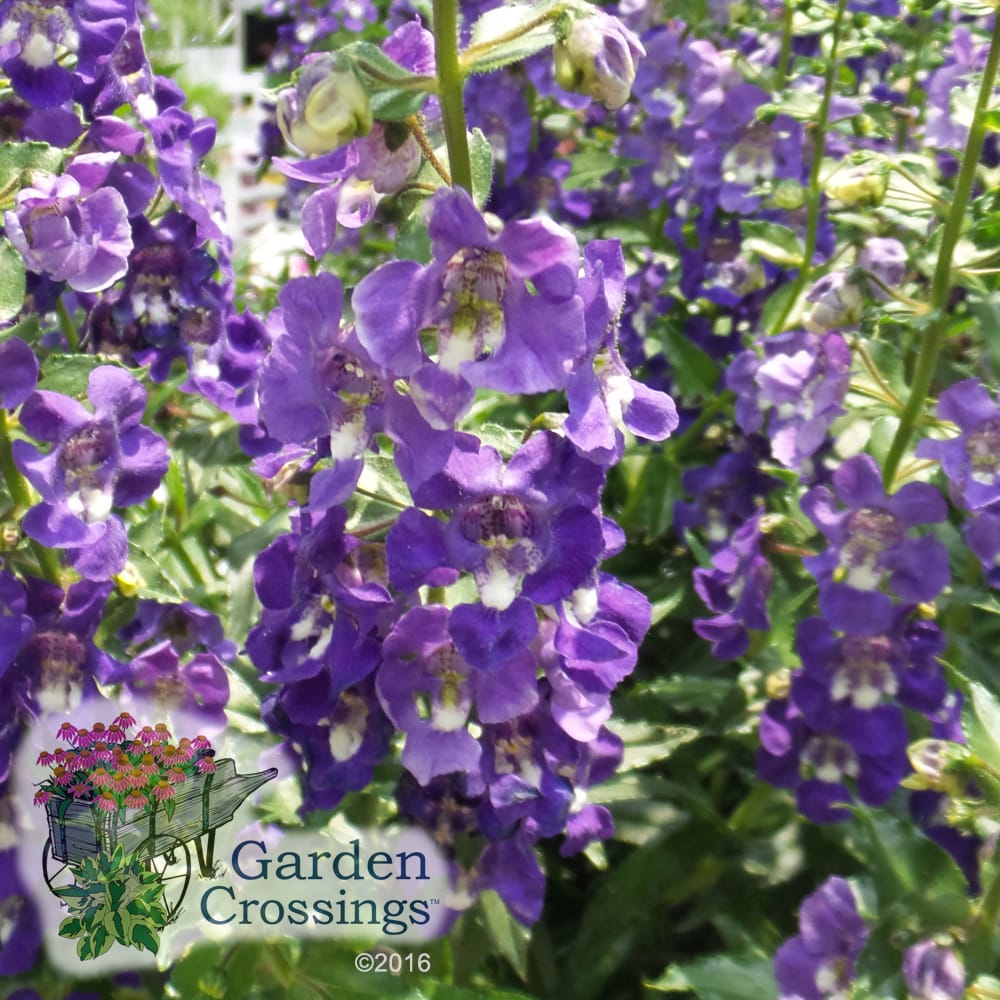 Angelonia Angelface Super Blue