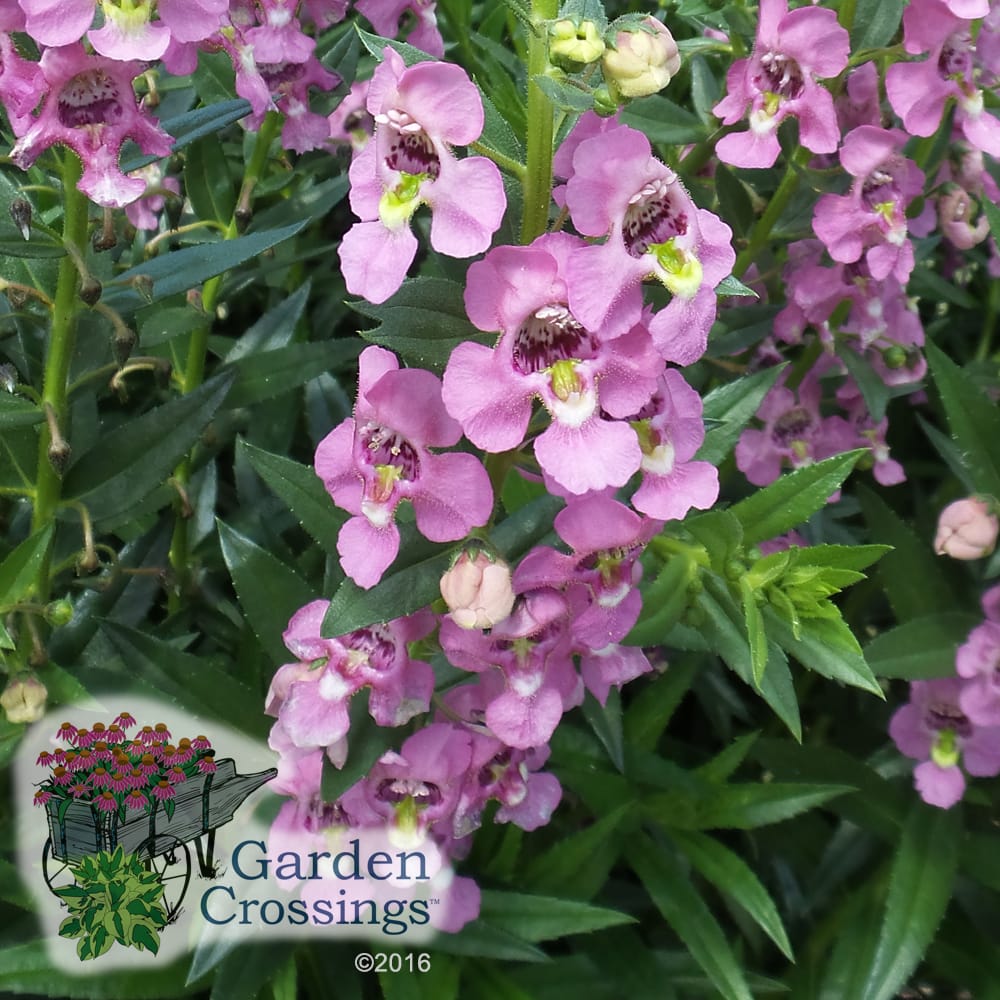 Angelonia Angelface Super Pink