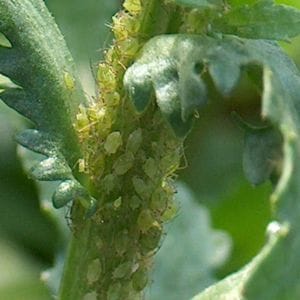 Aphids