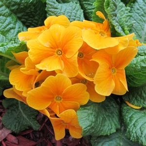 Primroses can handle Early Spring's Fickle Weather