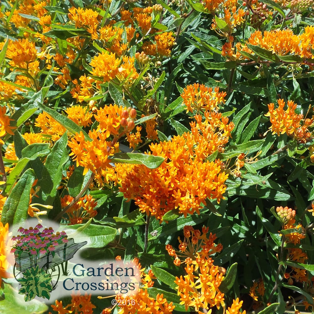 Asclepias tuberosa Perennial Plant of The Year 2017