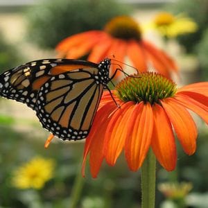 Natures Beauty Enhanced  by Our Fluttery Friends