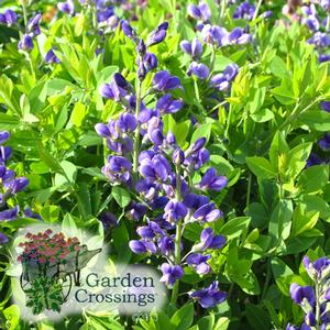 Compact Baptisia