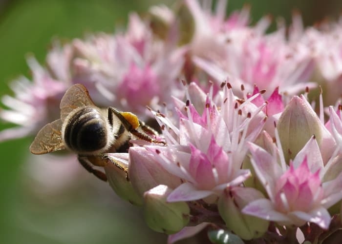 Pollinator Plants - Sedum