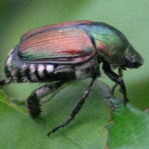 Japanese Beetle