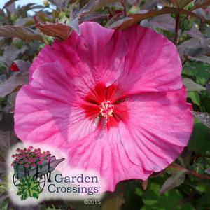  Summerific? Hibiscus ‘Berry Awesome’