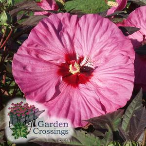  Summerific? Hibiscus ‘Berry Awesome’