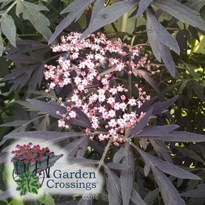 Black Lace™ Sambucus Elderberry