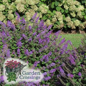 Buddleia Blue Chip Jr