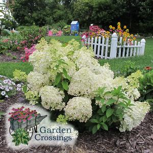 Hydrangea 'Bobo'