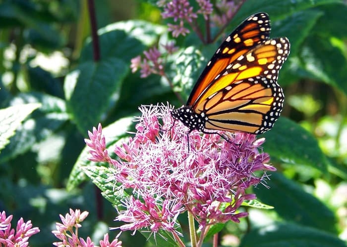 Pollinator Plants - Milkweed Asclepias