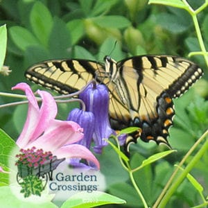 Butterfly Garden