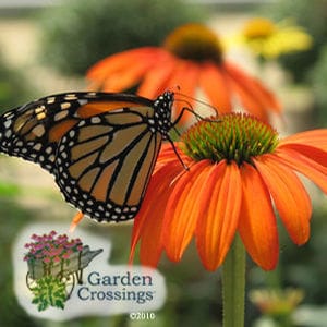 Butterfly Garden