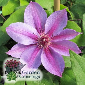 Clematis Candy Stripe