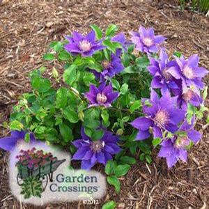 Clematis Bijou