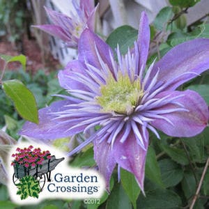 Clematis Crystal Fountain