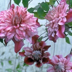 Patricia Ann Fretwell Clematis