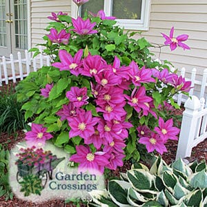 Clematis Care