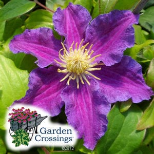 Clematis Care