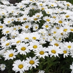 Shasta Daisy