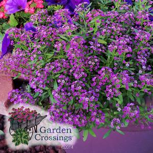 Lobularia 'Dark Knight' 