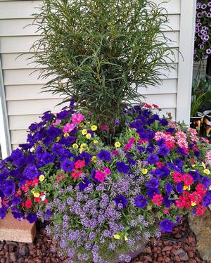 Lobularia 'Dark Knight' in Plant Combo