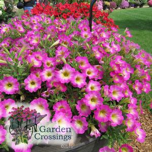 Supertunia? Daybreak Charm