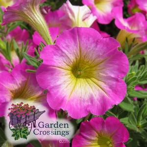 Supertunia? Daybreak Charm