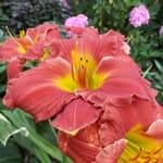 Daylilies for clay soil