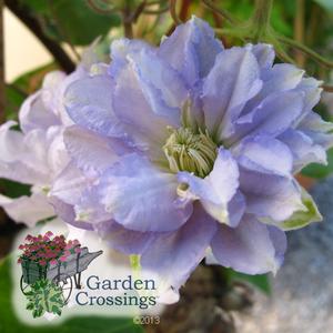 Clematis 'Diamond Ball'