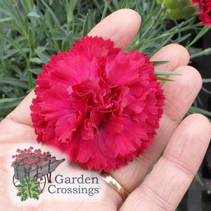  FRUIT PUNCH® Dianthus Series