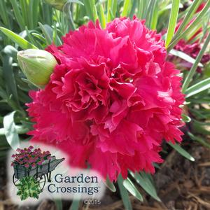  FRUIT PUNCH® Dianthus Series