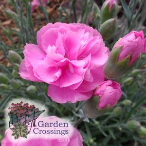  FRUIT PUNCH® Dianthus Series