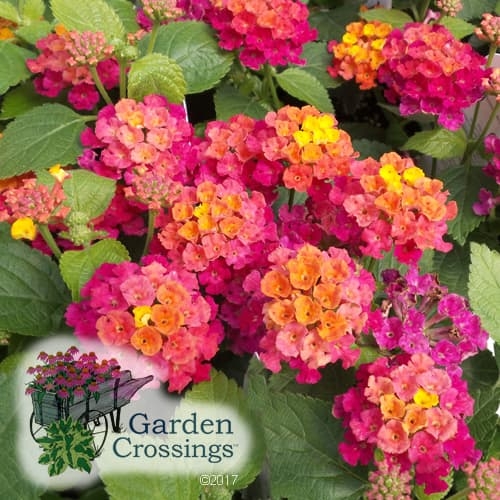 Bandana Cherry Sunrise lantana