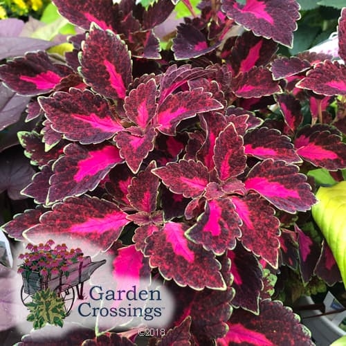 ColorBlaze Velveteen coleus