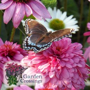 Butterfly Attracting Perennials- Coneflower