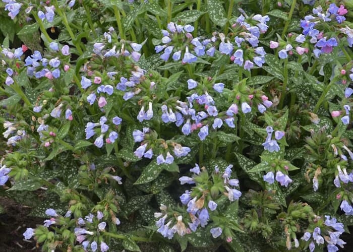 Pulmonaria/Lungwort