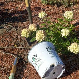 Fall Planting