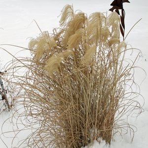 Miscanthus 'Morning Light' Provide Winter Interest