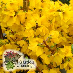 Show Off® Forsythia, 3 height options