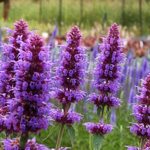 Drought Tolerant Plants