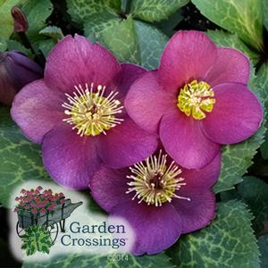 Helleborus- Winter Bloomer