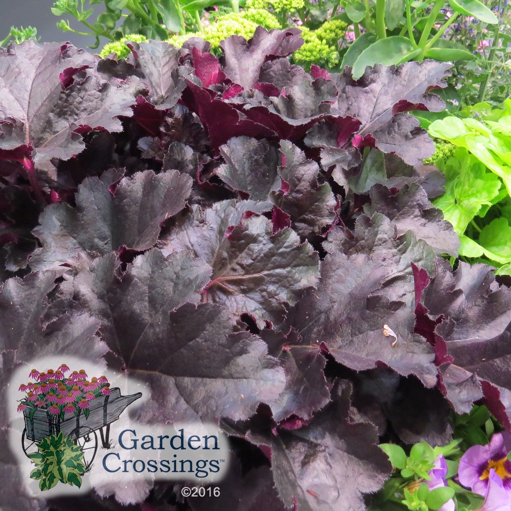 Heuchera Primo Black Pearl Coral Bells