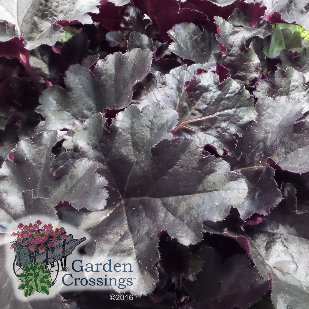 Heuchera Primo Black Pearl Coral Bells